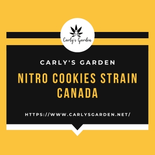 Buy Nitro Cookies Strain In Canada - Carlys Garden