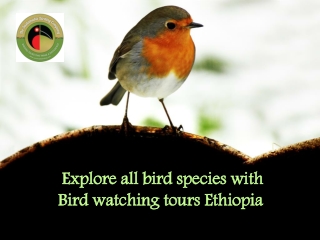 Explore all bird species with Bird watching tours Ethiopia
