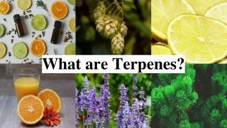 What are Terpenes?