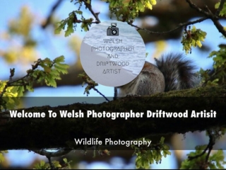 Detail Presentation Welsh Photographer Driftwood Artisit