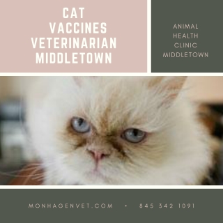 Cat Vaccines Veterinarian Middletown