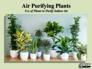 Air Purifying Plants