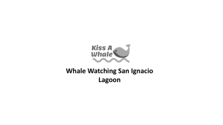 Whale Watching San Ignacio Lagoon