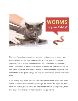 All you need to know about Worms in Cats