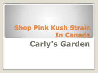 Shop Pink Kush Strain In Canada - Carly's Garden