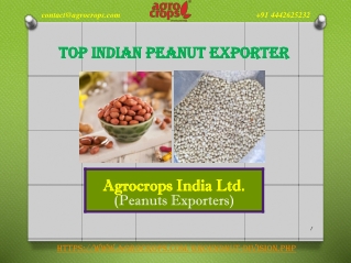 Top Indian Peanut Exporter