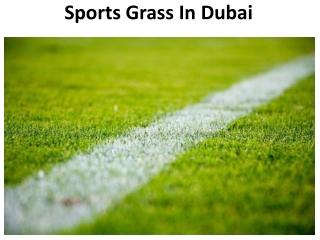 Sports Grass In Dubai