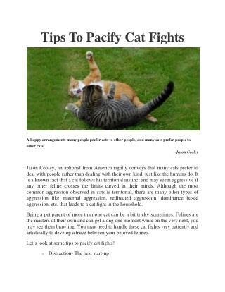 Tips To Pacify Cat Fights