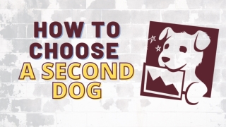 How To Choose A Second Dog  Dog Health Tips