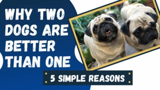 Top 5 Simple Reasons Why Two Dogs Are Better Than One