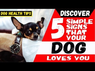 Discover 5 Simple signs that your Dog Loves you || Dog Health Tips