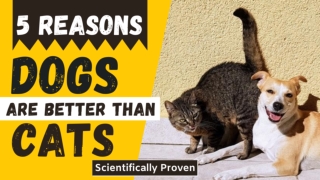 Top 5 Scientific Reasons Why Dogs Are Better Than Cats 2020