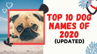 Top 10 Most Popular Dog Names In 2020 With Meanings