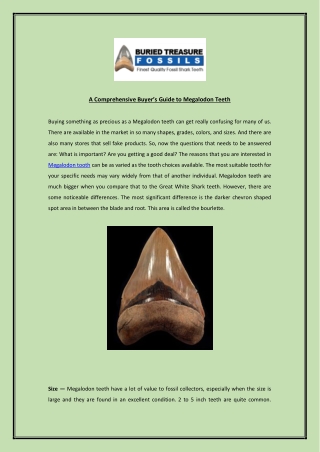 A Comprehensive Buyer’s Guide To Megalodon Teeth