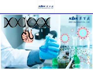 Bst DNA polymerase