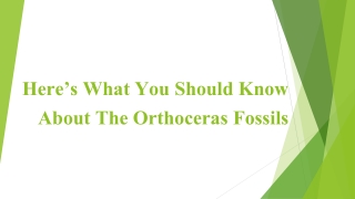 Here’s What You Should Know About The Orthoceras Fossils