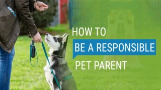 How to Be A Responsible Pet Parent