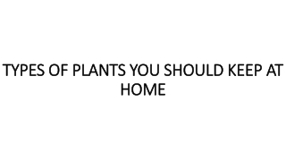 TYPES OF PLANTS YOU SHOULD KEEP AT HOME