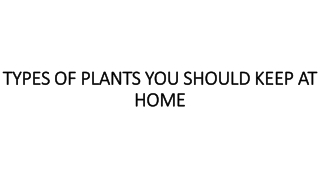 TYPES OF PLANTS YOU SHOULD KEEP AT HOME