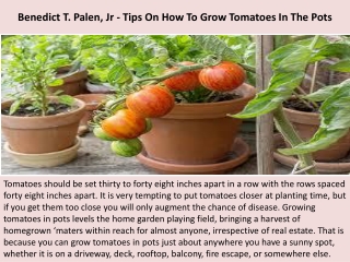 Benedict T. Palen, Jr - Tips On How To Grow Tomatoes In The Pots