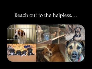 Animal Abuse PSA