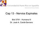 Cap 13 - Nervios Espinales