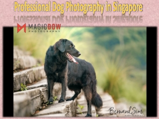 Professional Dog Photography in Singapore