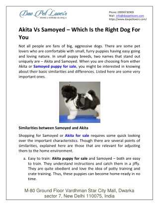 Akita Vs Samoyed – Which Is The Right Dog For You