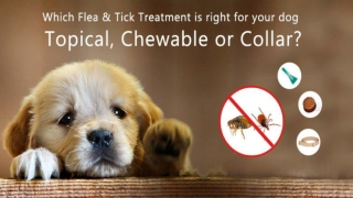 Which Flea & Tick Treatment is Right for Your Dog – Topical, Chewable or Collar?