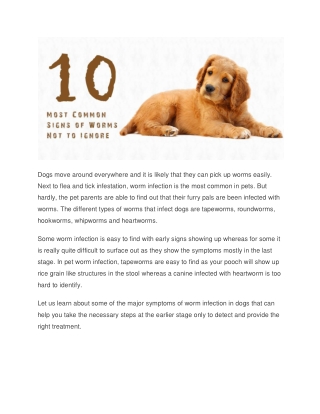 Dog Worms – 10 Most Common Signs of Worms Not to Ignore