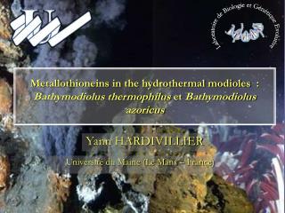 Metallothioneins in the hydrothermal modioles  : Bathymodiolus thermophilus et Bathymodiolus azoricus