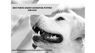 Best White golden retriever puppies for Sale