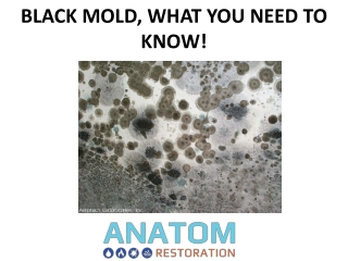 Black Mold, What You Need To Know!