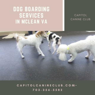 Dog Boarding Services in McLean VA