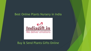 Some Amazing Indoor Plant Gifts Online from Indiagift