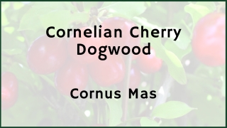 Everything About Cornelian Cherry Dogwood Hedge