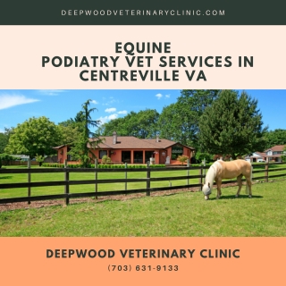 Equine Podiatry Vet Services in Centreville VA