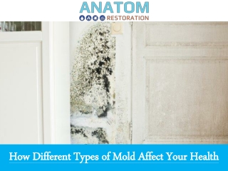 How Different Types of Mold Affect Your Health