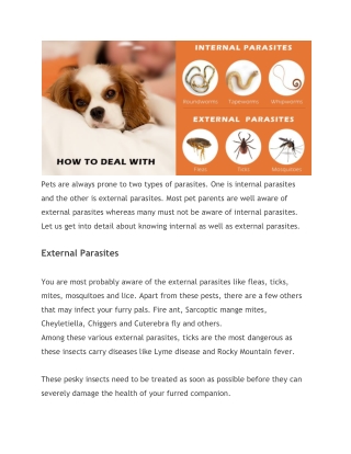 How to deal with Internal and External Parasties in Pets?