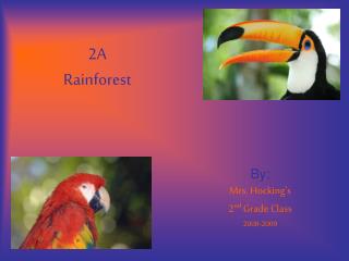 2A Rainforest