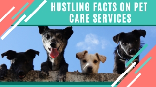 Hiring a Pet Care Professional