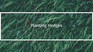 How to Plant a Hedge