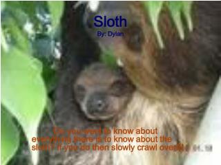 Sloth By: Dylan