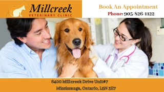 Get Reliable & Effective Veterinary Care in Mississauga