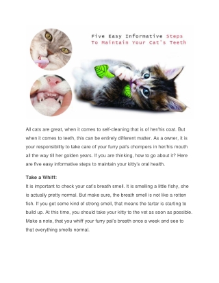 Five easy informative ways to maintain your cat's teeth