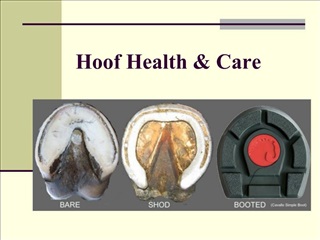 Hoof Health Care