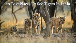 10 BEST PLACES TO SEE TIGERS IN INDIA