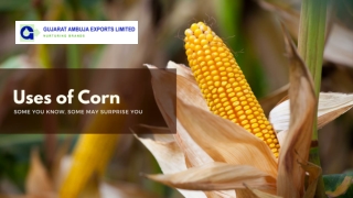 Six Uses of Corn: Some You Know, Some May Surprise You!