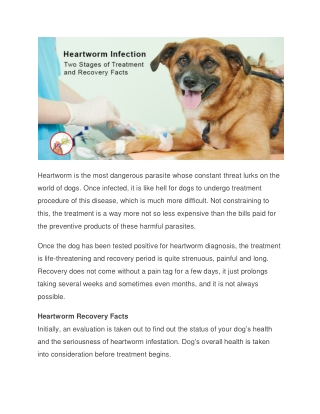 Heartworm Infection - Two Stages of Treatment and Recovery Facts