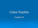 Class Reptilia